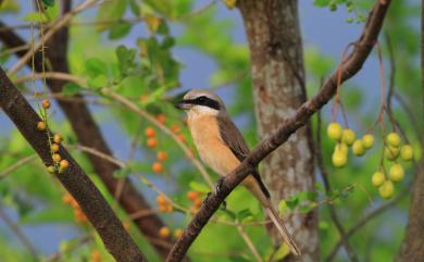 Lanius cristatus lucionensis (Linnaeus, 1766) 紅尾伯勞(普通亞種)