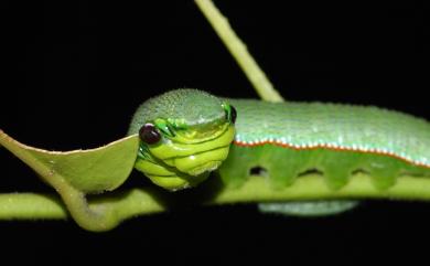 Hebomoia glaucippe formosana Fruhstorfer, 1908 橙端粉蝶