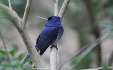 Hypothymis azurea oberholseri Stressmann, 1913 黑枕藍鶲(台灣亞種)