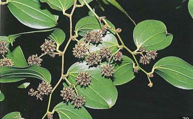 Smilax bracteata var. bracteata C.Presl 假菝葜