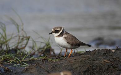 Charadrius hiaticula tundrae (Lowe, PR, 1915) 環頸鴴