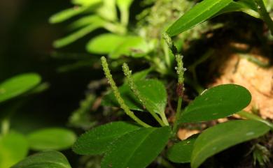 Peperomia rubrivenosa C.DC. 蘭嶼椒草