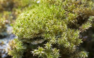 Gymnostomum aurantiacum (Mitt.) Jaeg. 橙色淨口苔