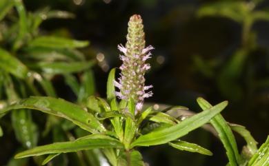 Pogostemon stellatus (Lour.) Kuntze 水虎尾