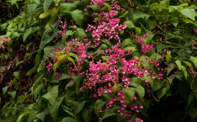 Antigonon leptopus Hook. & Arn. 珊瑚藤