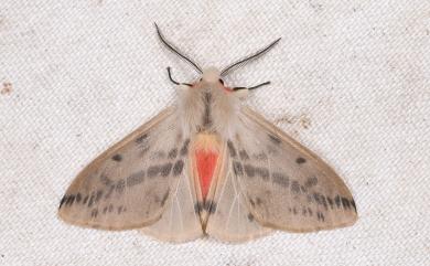 Lemyra fallaciosa (Matsumura, 1927) 褐污燈蛾