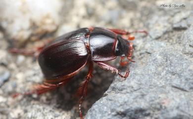 Phaeochrous emarginatus emarginatus Laporte, 1840 緣邊駝金龜