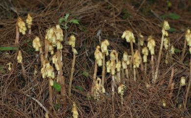 Monotropa hypopithys L. 錫杖花