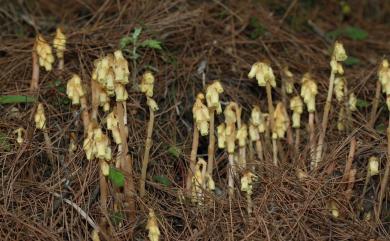 Monotropa hypopitys 錫杖花