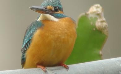 Alcedo atthis bengalensis (Gmelin, 1788) 翠鳥