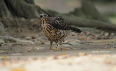 Accipiter trivirgatus formosae Mayr, 1949 鳳頭蒼鷹(台灣特有亞種)