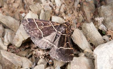 Bertula bisectalis (Wileman, 1915) 雙白帶擬胸鬚裳蛾