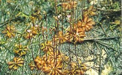 Drosera burmannii 金錢草