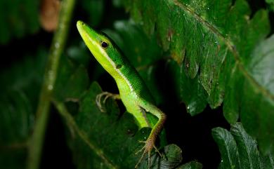 Takydromus sauteri Van Denburgh, 1909 梭德氏草蜥