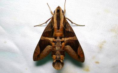Macroglossum mitchellii imperator (Butler, 1875) 背帶長喙天蛾