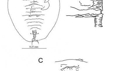 Aleuroclava uraianus Takahashi, 1932 烏來棒粉蝨