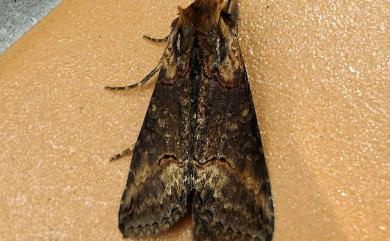 Abrostola anophioides Moore, 1882 黯止夜蛾