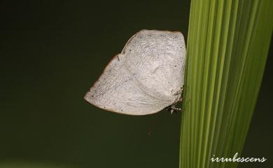 Curetis acuta formosana Fruhstorfer, 1908 銀灰蝶