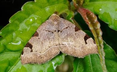 Heterophleps variegata (Wileman, 1911) 豐異翅尺蛾