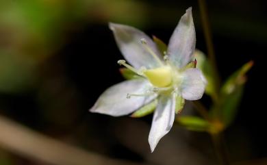 Swertia macrosperma (C.B. Clarke) C.B. Clarke 巒大當藥