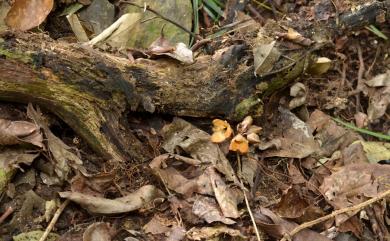 Gastrodia shimizuana 清水氏赤箭