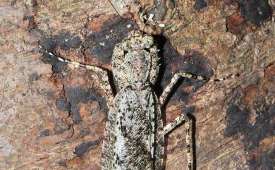 Theopompa ophthalmica (Olivier, 1792) 樹皮螳