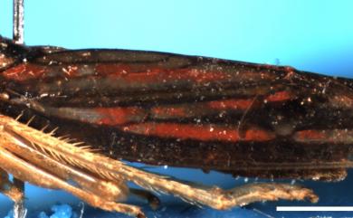 Anatkina hopponis (Matsunura, 1912) 黑脈斑大葉蟬