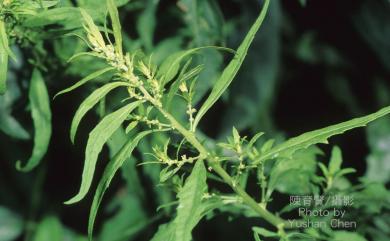 Chenopodium ambrosioides L. 臭杏