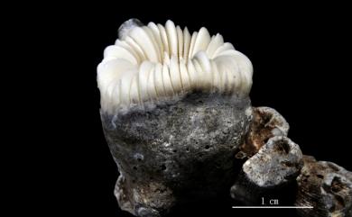 Trochocyathus rhombocolumna Alcock, 1902 菱柱輪杯珊瑚