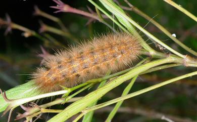 Spilarctia subcarnea (Walker, 1855)