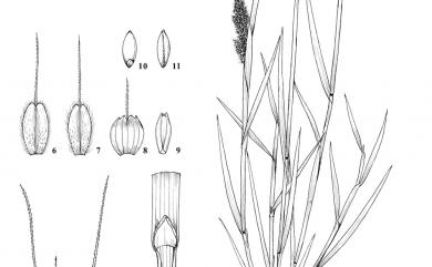 Polypogon fugax 棒頭草