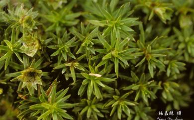 Pogonatum neesii (C. muell.) Dozy, 1856 長瓶小金髮苔