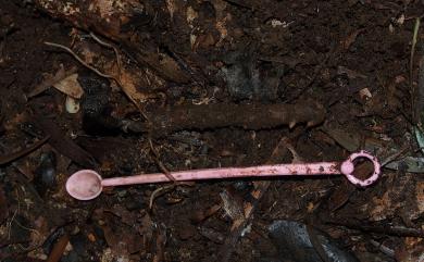 Gastrodia clausa T.C.Hsu, S.W.Chung & C.M.Kuo 閉花赤箭
