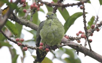 Treron formosae formosae Swinhoe, 1863 紅頭綠鳩(台灣亞種)