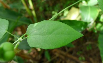 Thunbergia fragrans 碗花草