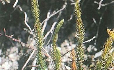 Phlegmariurus cryptomerinus (Maxim.) Satou 柳杉葉馬尾杉