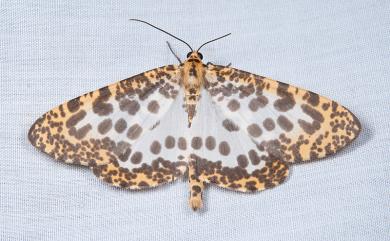 Epobeidia tigrata maxima (Inoue, 1986) 大斑豹紋尺蛾