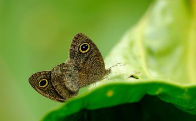 Ypthima baldus zodina Fruhstorfer, 1911 小波眼蝶