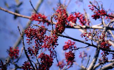 Idesia polycarpa Maxim. 山桐子