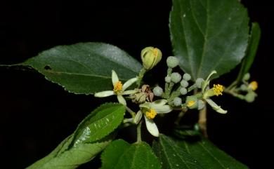 Grewia rhombifolia 菱葉捕魚木