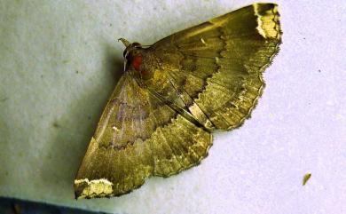 Adrapsa quadrilinealis Wileman, 1914 鋸帶櫛裳蛾