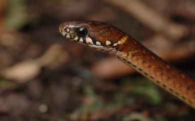 Hebius sauteri (Boulenger, 1909) 梭德氏遊蛇