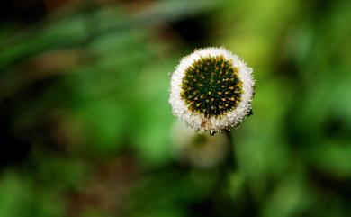 Myriactis humilis Merr. 矮菊