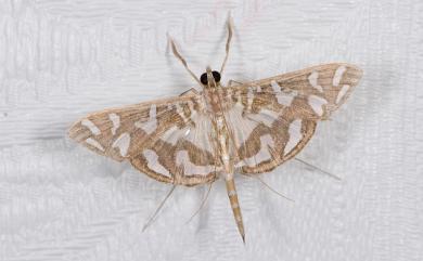 Nausinoe perspectata (Fabricius, 1775) 雲紋葉野螟蛾