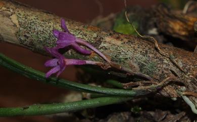 Holcoglossum pumilum 小鹿角蘭