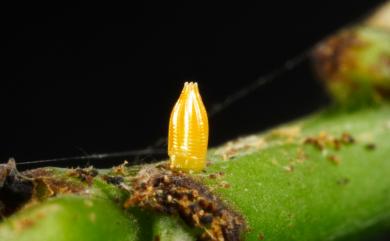 Appias lyncida eleonora (Boisduval, 1836) 異色尖粉蝶