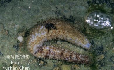 Holothuria pardalis Selenka, 1867 豹斑海參