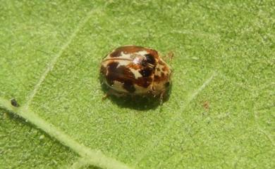 Psyllobora vigintimaculata (Say, 1824) 二十星菌瓢蟲