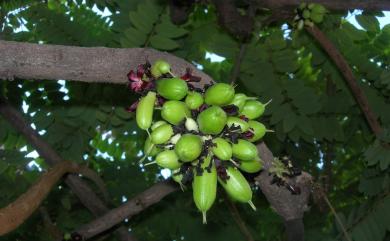Averrhoa bilimbi L. 木胡瓜