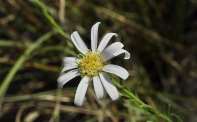 Aster altaicus 臺東鐵桿蒿